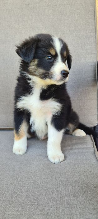 Piesek samiec Border Collie tri kolor