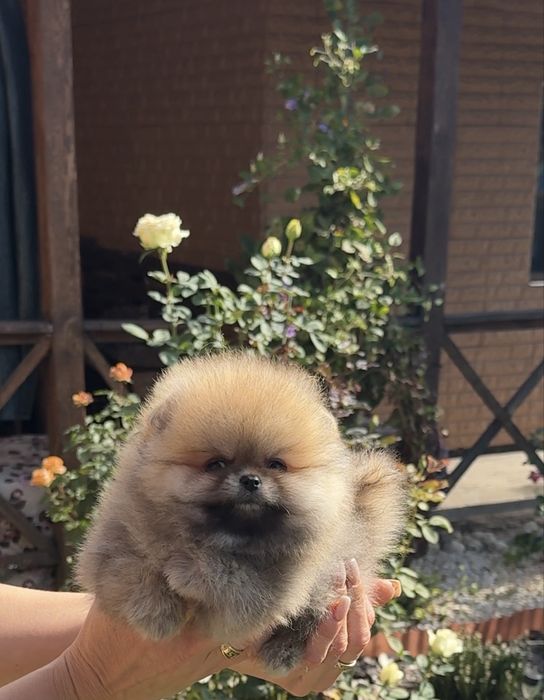 Міні хлопчик Померанського шпіца Teddy!