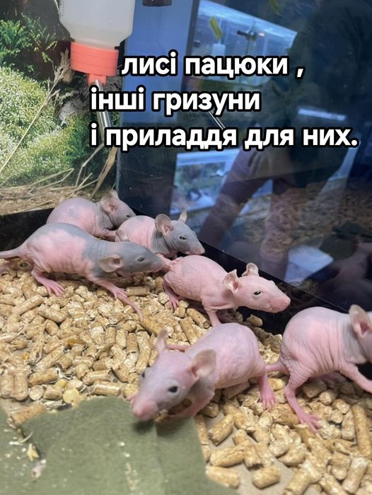дамбо безшерстні декоративні криски