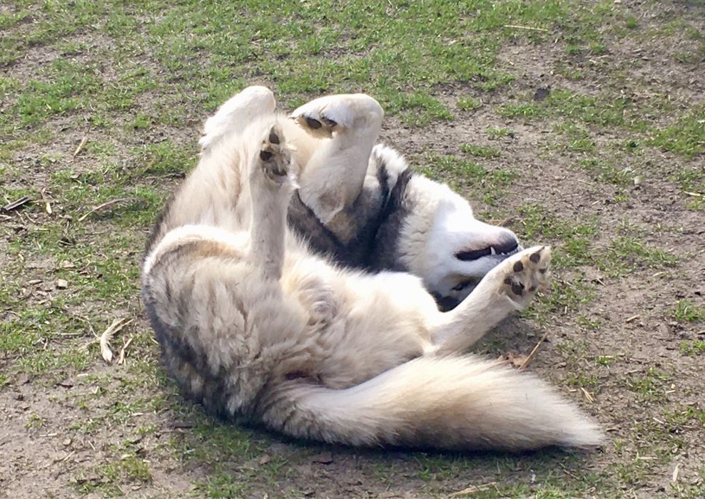 Чистокровний  Хаскі Для в'язки
