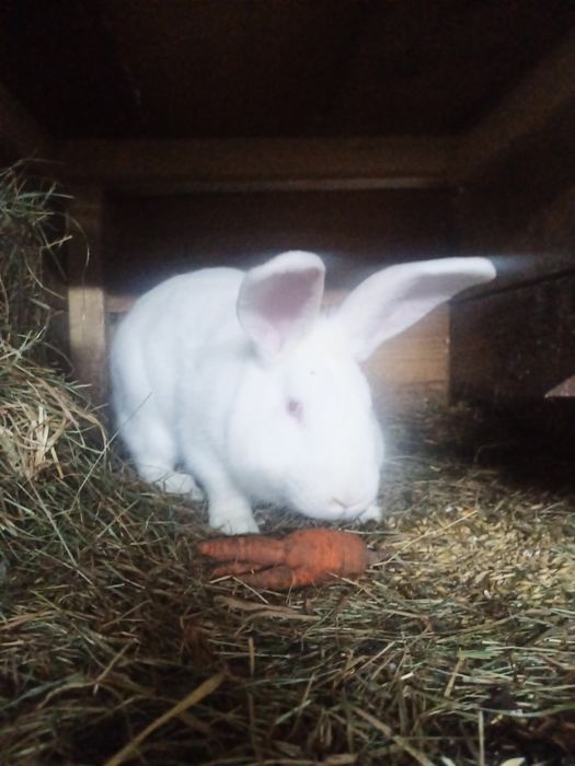 Na sprzedaż samce termondzkie