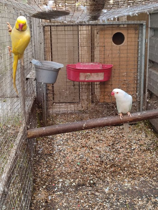 Ring necks para cedência, vou trocar de casa e não tenho espaço