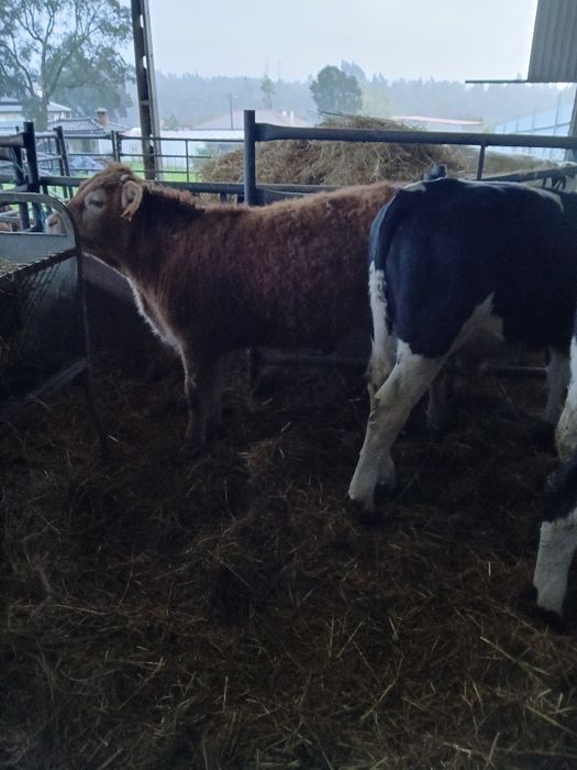 Venda de vitelos para engordar