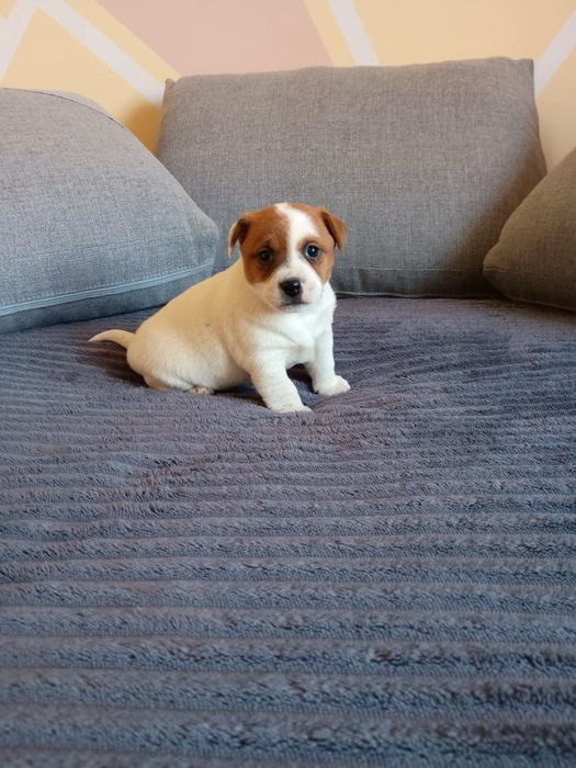 Jack russell terrier szczeniak