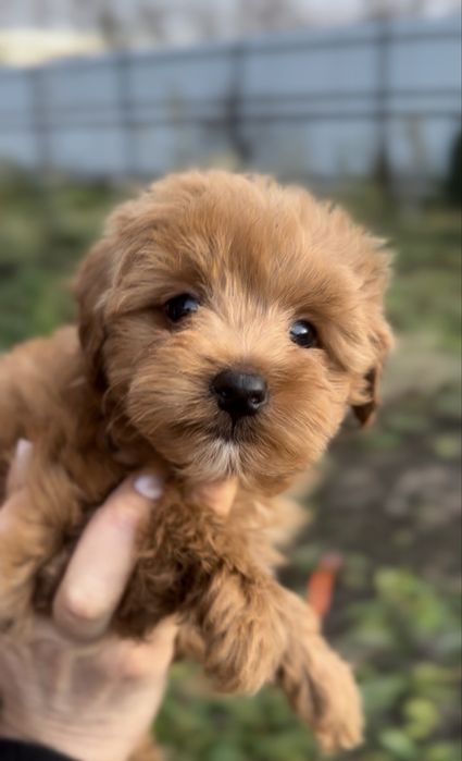 Малятка мальтіпу хлопці