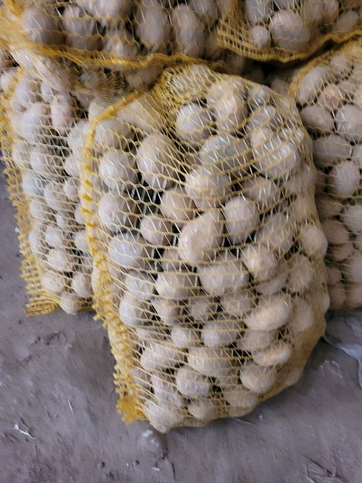 Ziemniaki paszowe/odpadowe, jadalne 30-45mm wielkość sadzeniaki