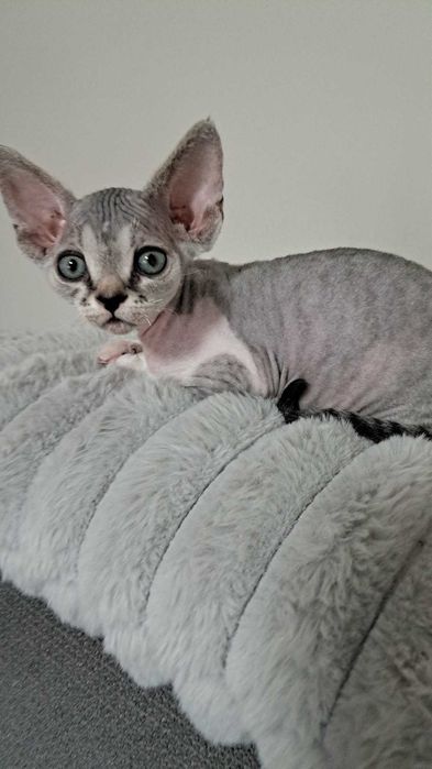 Devon Rex - dziewczynka, odbiór w lutym