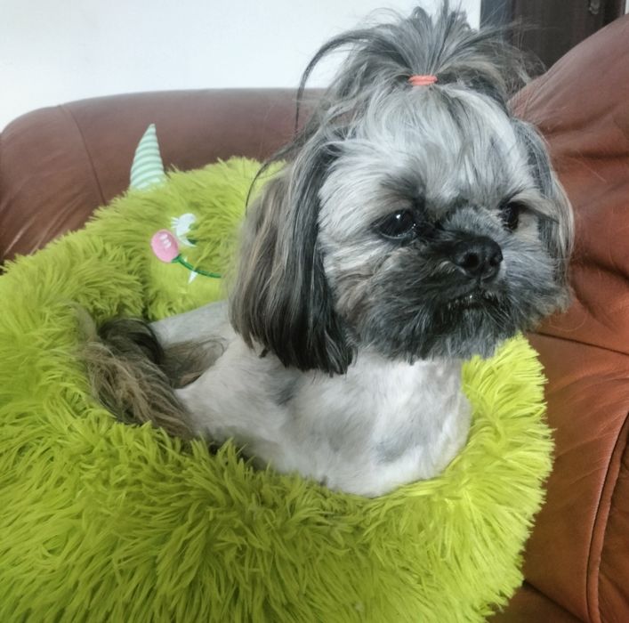 Shih tzu piesek FCI