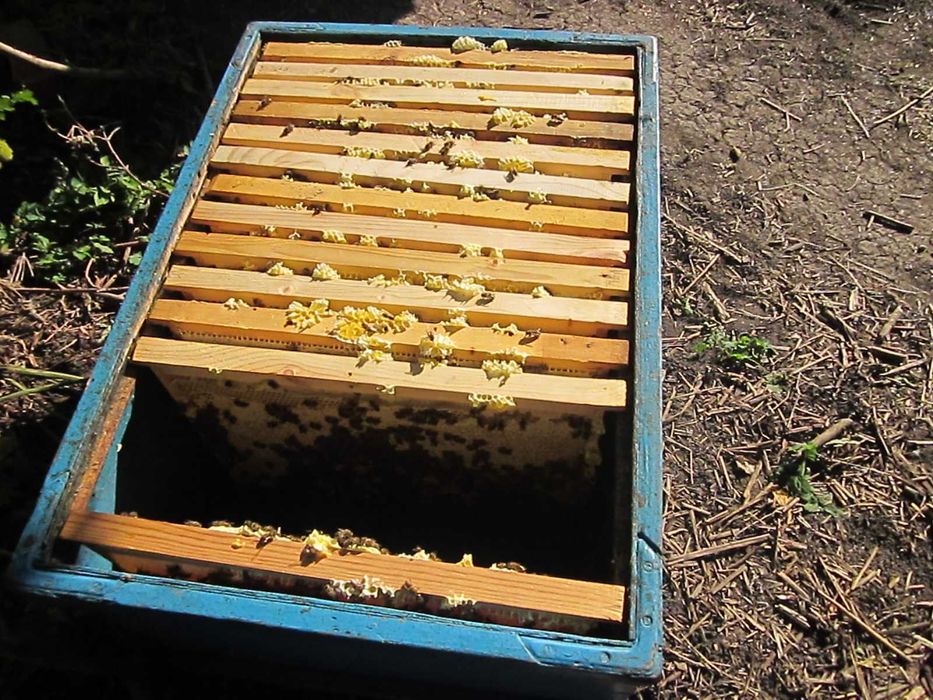Продам пчелосемьи . 25 семей. Порода  украинская степная .Рамка Дадан