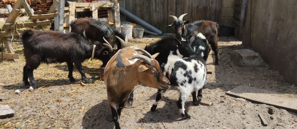 Cabras anãs (micro)