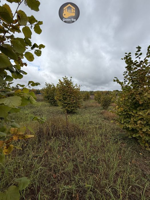 Продам 1.4га під садівництво, засаджено горіхами, бізнес, 40кмКиїв