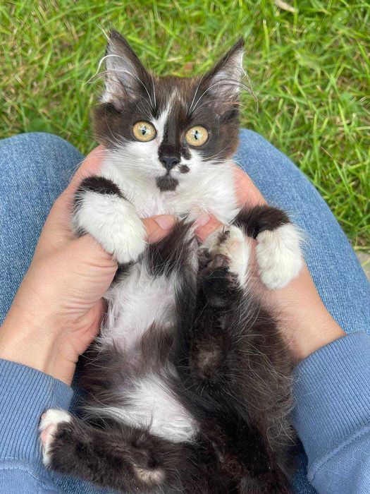 Кошеня хлопчик шукає дім