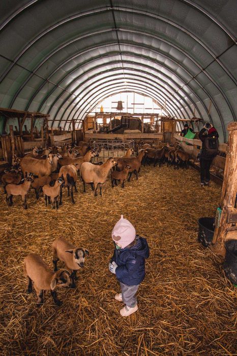 Owce barbados. Matki z młodymi.