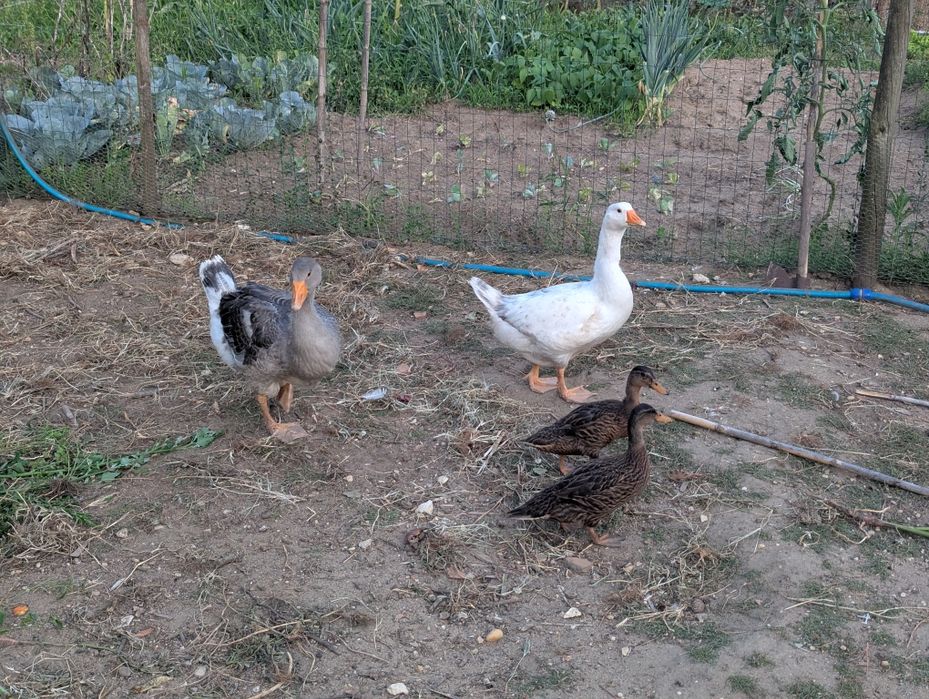 Vendo pato real, Casal com 2 meses +/-