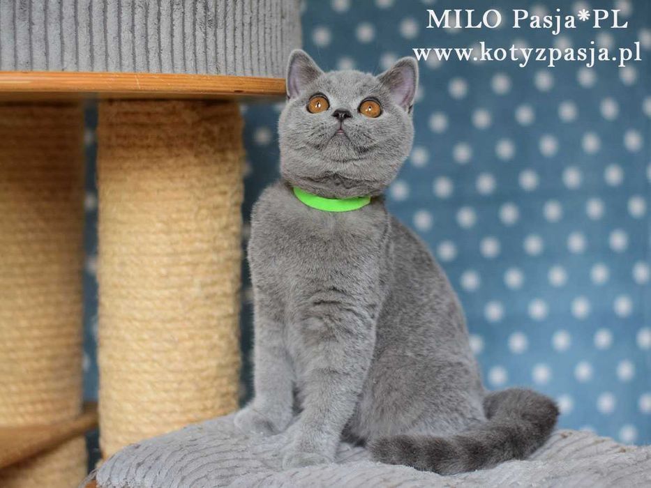 Kot brytyjski niebieski Milo Pasja*PL rodowód FPL/FIFE