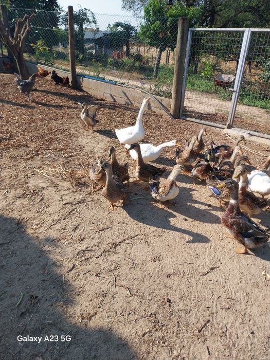 Vendo patos roen novos
