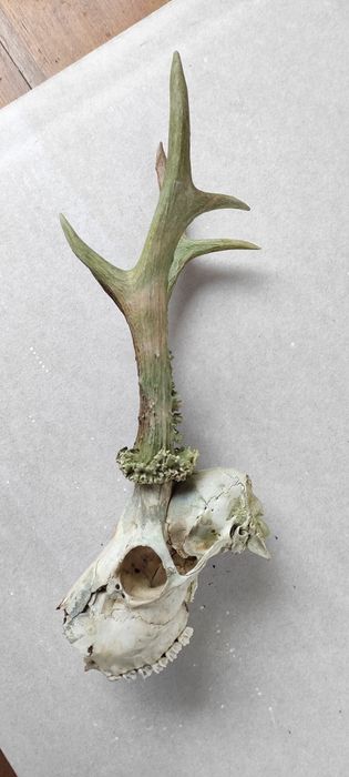 Ріжки козлика дикокого