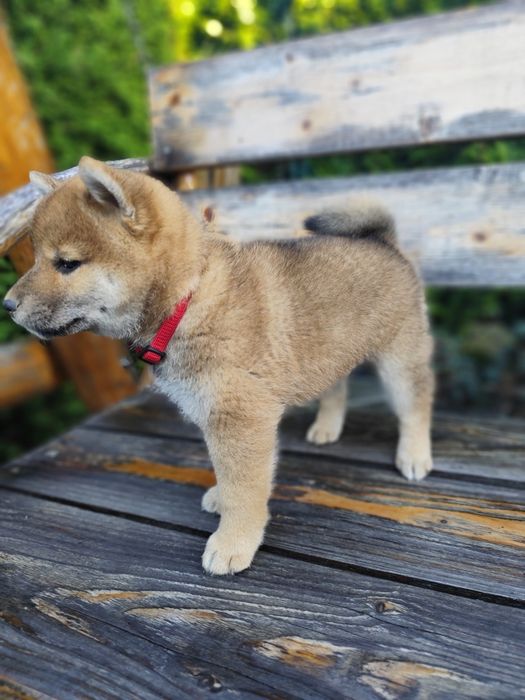 Shiba Inu KioFig ZKwP FCI  Piękne suczki