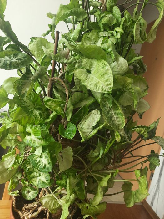 Metrowe syngonium
