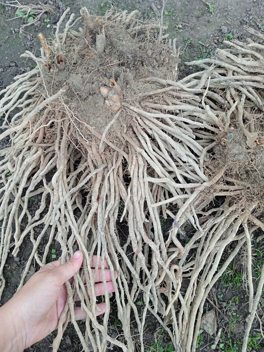 Продам саджанці спаржи