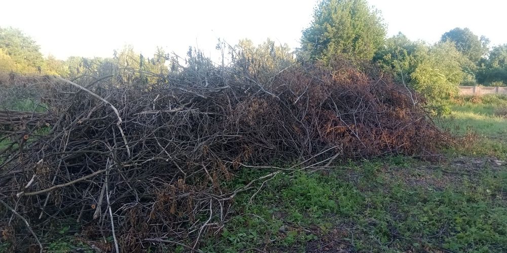 Oddam Gałęzie po wycince