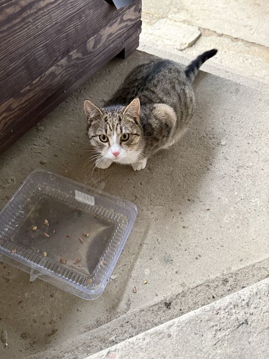 Oddam kotke 6 miessircy. urodzona 15.06