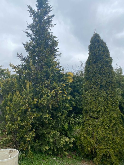 THUJE 10 sztuk Szmaragd i Brabant wysokość 2,5 - 5 metrów