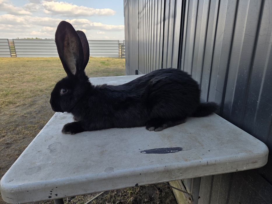 Olbrzym belgijski czarny