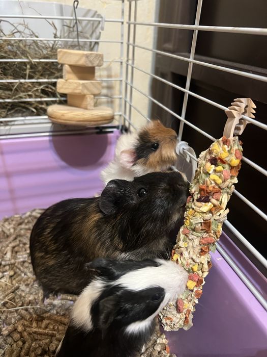 Морська свинка, морські свинки, кавія свійська