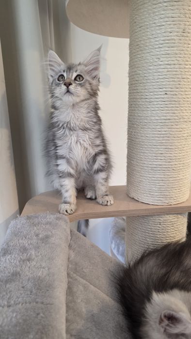 Kotki WCF FPL  Maine coon shaded