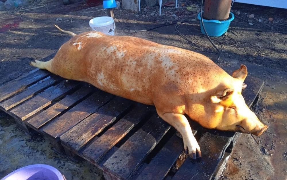 Смачне домашнє сало