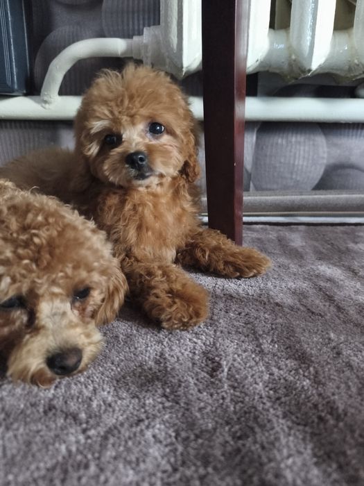 Дівчинка мальтіпу 3,5 місяці