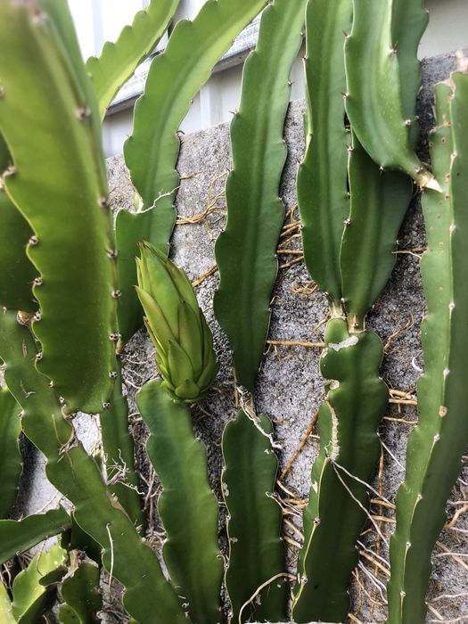 Pitaias rosa ou branca bom preço