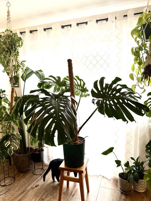 Monstera Big Form