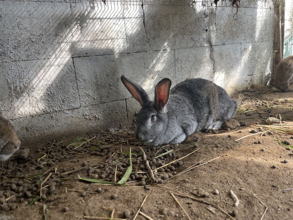 Coelhas adultas prenha