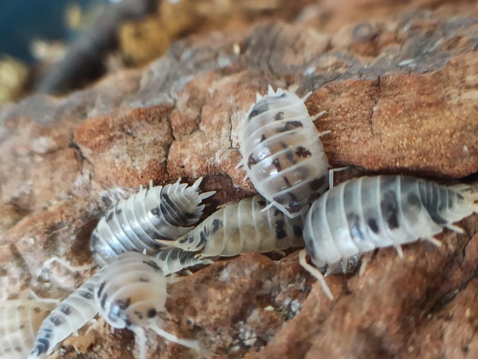 Porcellio laevis dairy cow 10x