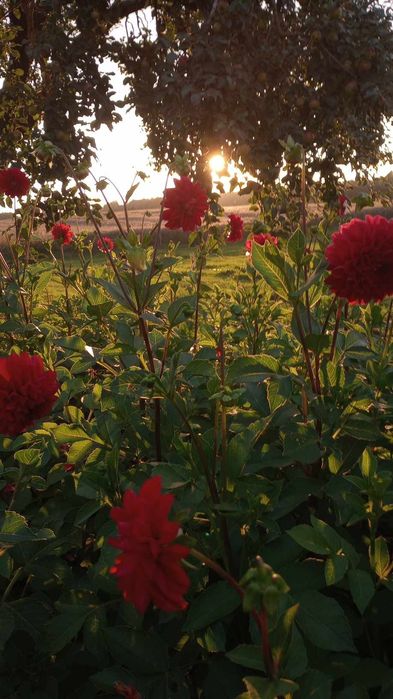 sprzedam karpy Dalia