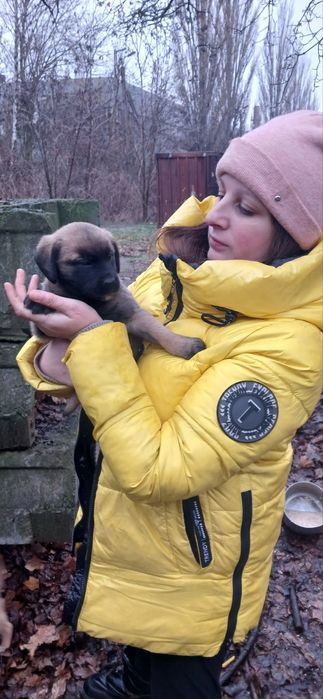 Цуценя 1міс віддамо