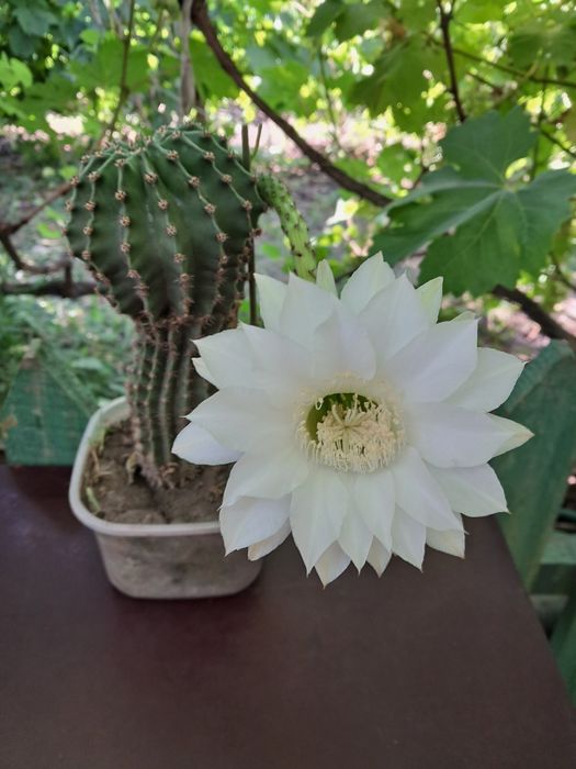 Колекція кактусів Ехінопсис (Echinopsis)