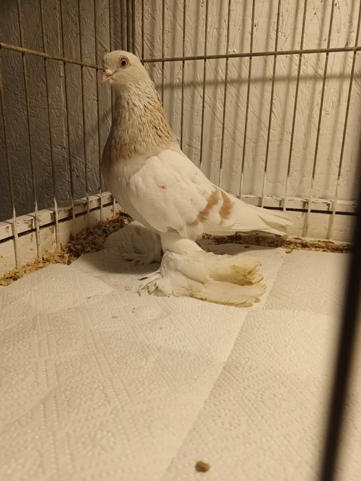 Gołąb. Blauwinder 25 .samczyk