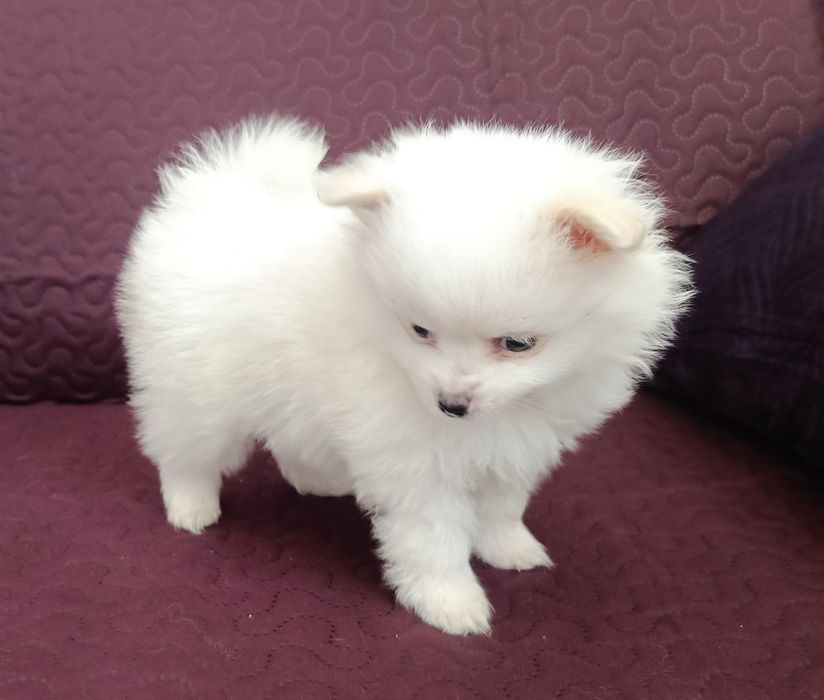 Szpic miniaturowy Pomeranian z rodowodem chłopiec