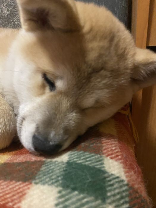 Продаються щенята Акіта-іну