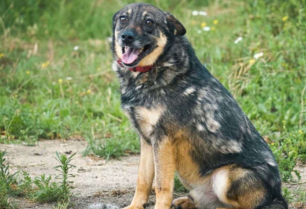 KEFIR - niewielki psiak czeka na dom