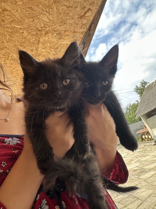 Кошенята в добрі руки