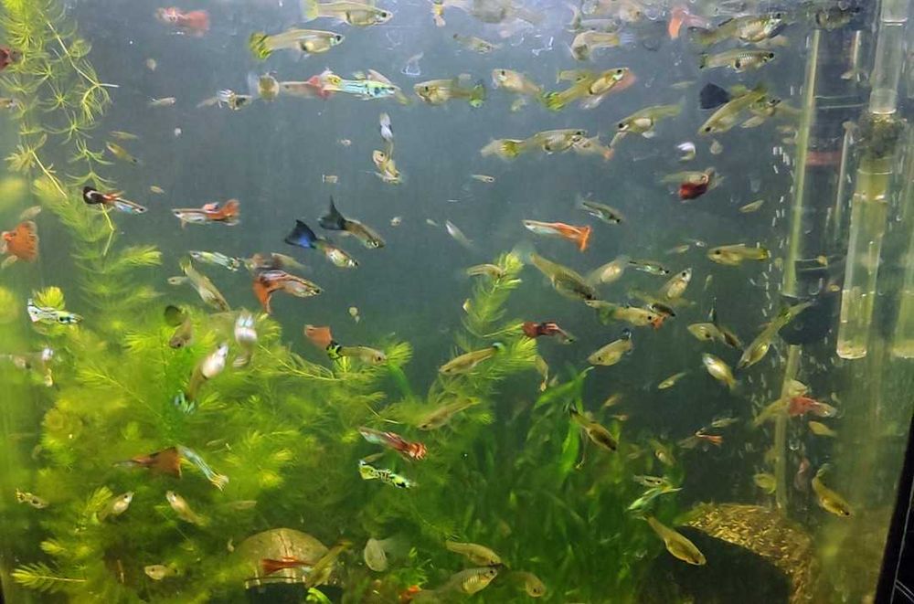 Рыбки Гуппи микс.