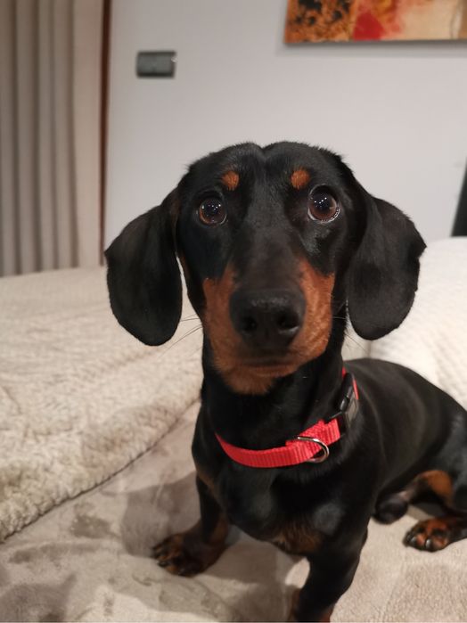 Daschshund Teckel Miniatura Macho para acasalamento