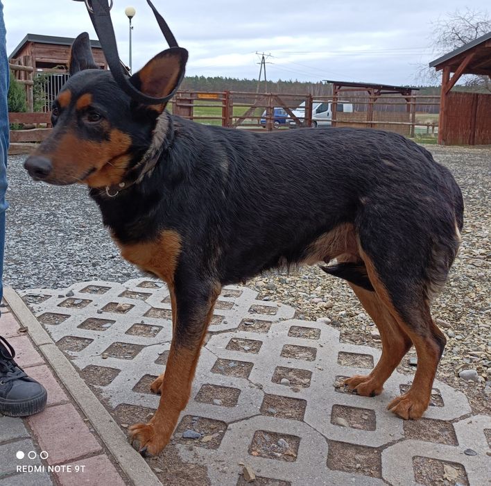 Zaginęła suczka widoczna na zdjęciu.