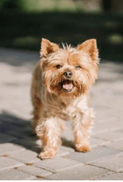 Yorkshire Terrier