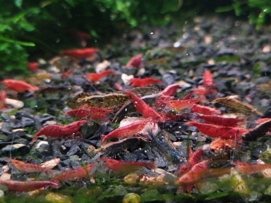 Camarões vermelhos neocaridinas