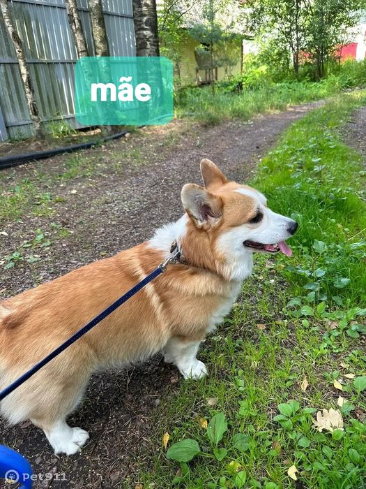 Bebe XX porte pequeno